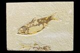 Fossil Fish (Knightia) - Wyoming #162650-2